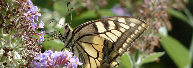 buddlei-plus-vlinder