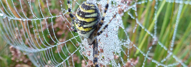 spin-in-het-web