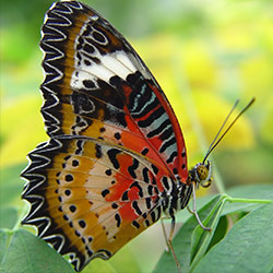 vlinder-bruin